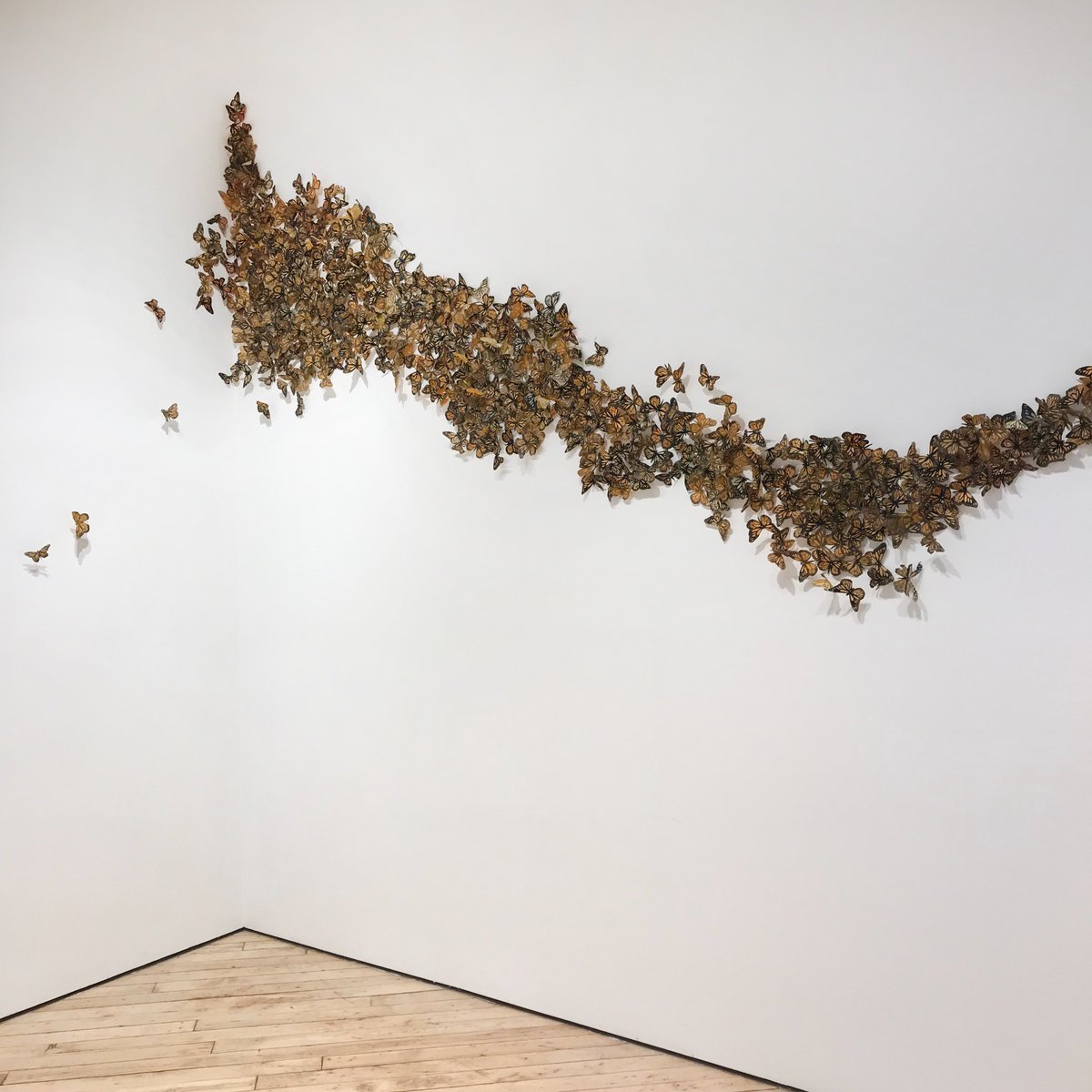 openstudioTO's tweet photo. It might be raining out but were nice and warm here! Drop by today, April 20, for your last chance to see 'Superstratum' by Morgan Wedderspoon and 'Monarchs, Mexico and Milkweed' by Liz Menard. We'll be open until 5pm! #Exhibit #TorontoArt #EmergingCollector #TorontoGalleries https://t.co/yYjh43GeP2