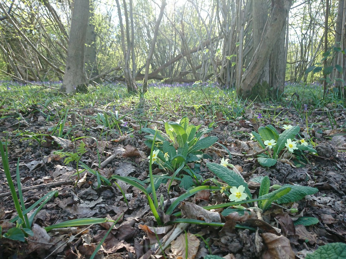 BodieBrookstein's tweet photo. Enjoying a walk amongst the Blue Bells and Primroses in my local @WoodlandTrust https://t.co/Rn0zZwGEiM