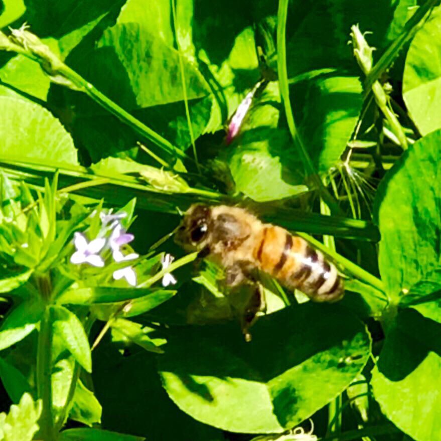 RaffaeleCirone's tweet photo. La #Stellina dei campi #Asperula #arvensis è minuscola, ma illumina i prati di tutta #Europa. Lambire il suo nettare è pura abilità di #Apis #mellifera, sentinella della #Biodiversità.
@UNBiodiversity @EU_ENV @IPBES @BIODiverse_it @naturaeambiente https://t.co/7t4ca6Y4BZ