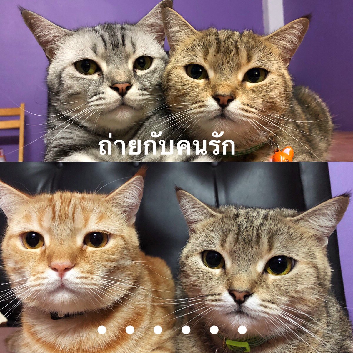 ครอบครัวไข่ tweet media