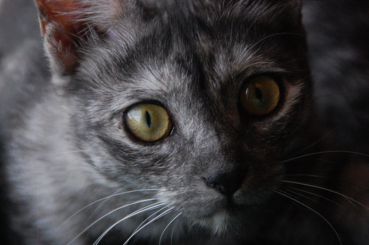 En nuestra App podéis encontrar a June 🐱. Es curiosa y le gusta que todo objeto pase por entre sus dientes para comprobar su resistencia. Sus ronroneos son tan fuertes que hasta le hace competencia al sonido de una moto! 🛵 #MeetMyPet #App

bit.ly/2HUZHEf