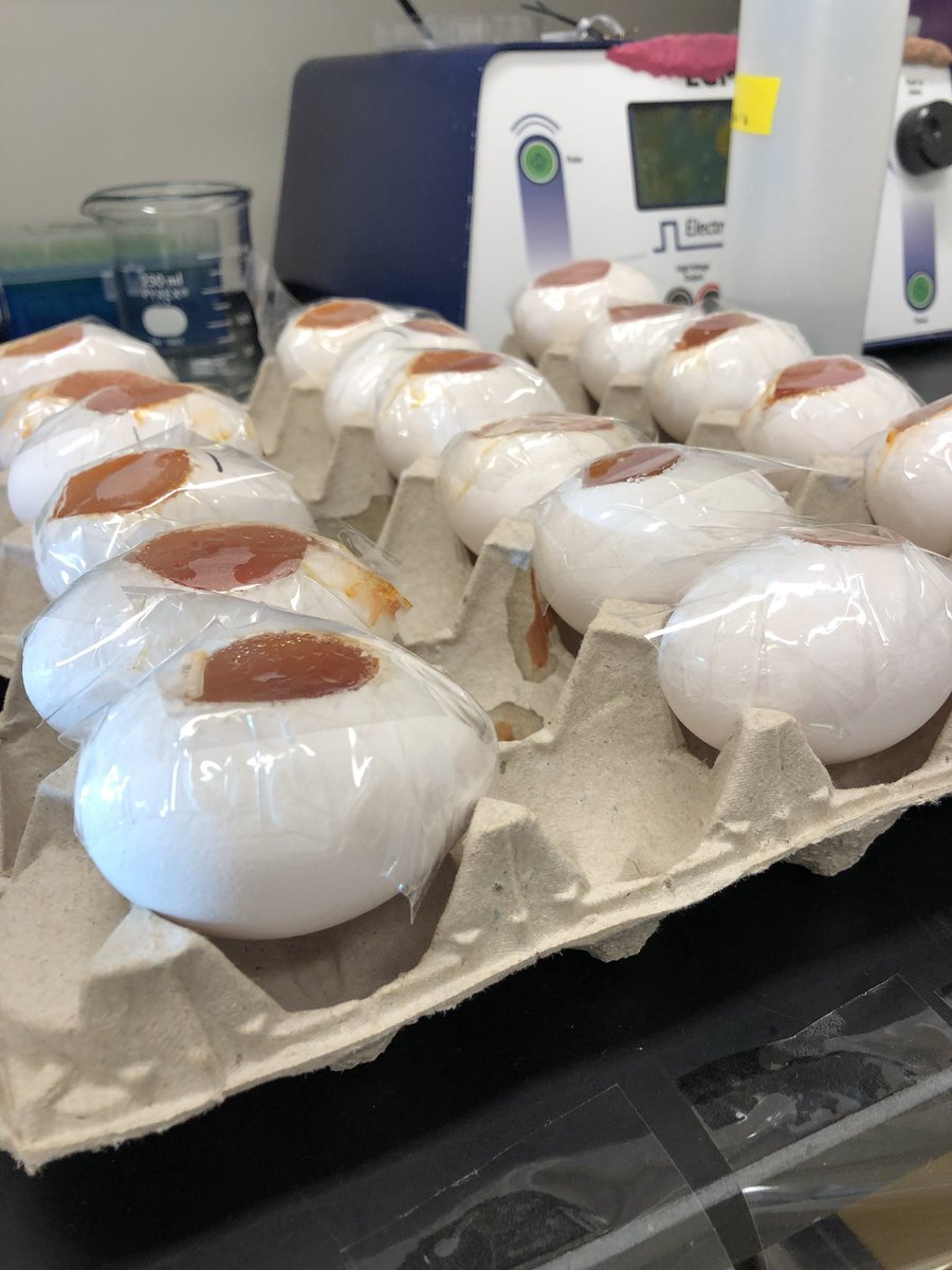 #dfb instructors are hard at working preparing for #dfb2019. It’s only a month away 🥳 #chickembryo #eggwindowing #developmentalbiology #science #scienceoutreach #dfb