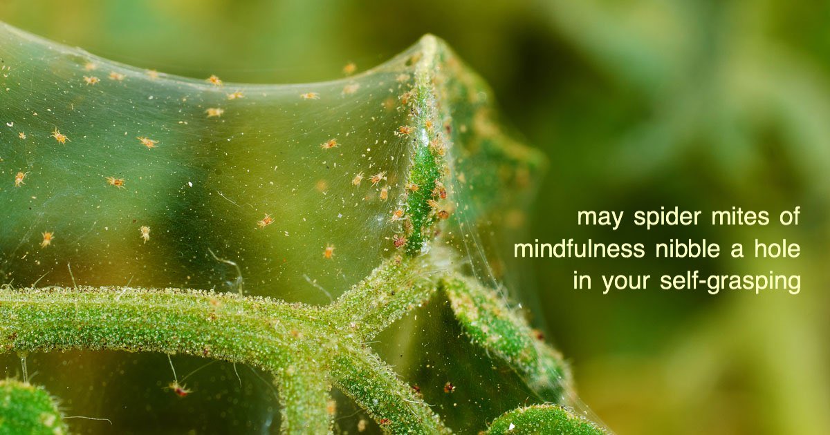 wilson_hurley's tweet photo. may spider mites of 
mindfulness nibble a hole 
in your self-grasping

#spidermites #mindfulness #nibble #hole #selfgrasping https://t.co/55SFwTlUUr