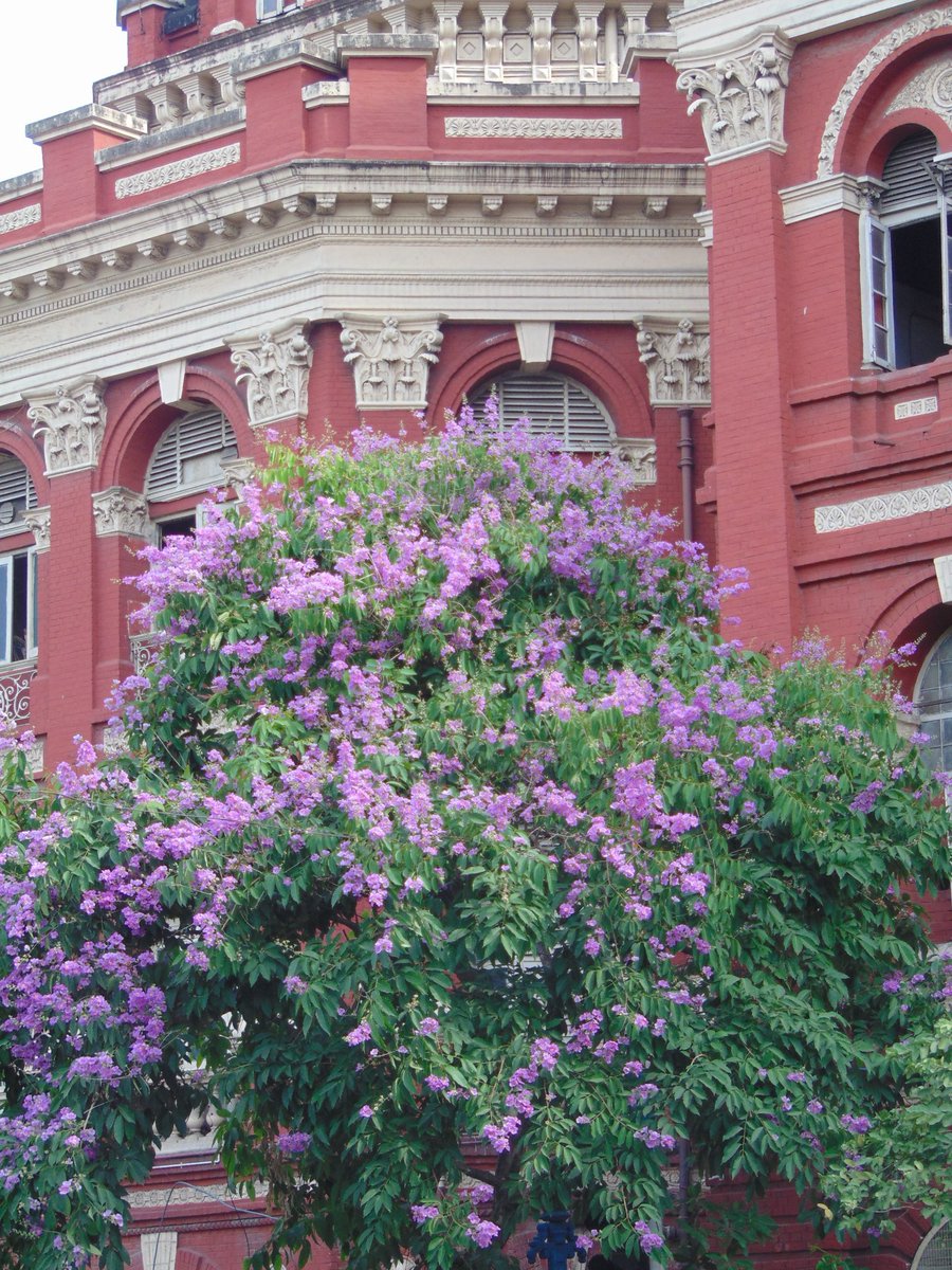 nishipulu's tweet photo. Bloom in the midst of all the concrete.
#kolkata #dalhousiesquare #bbdbag #summer #bloom https://t.co/eAPetmqfZ8