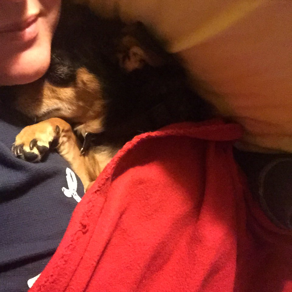 PetCarePartner's tweet photo. Rainy Saturday = snuggly Puppy. https://t.co/BuAtRQmGo0