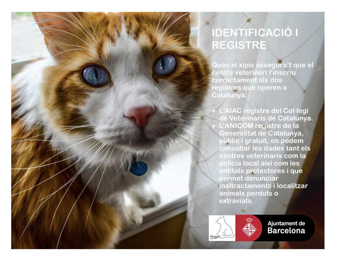 ProgatCatalunya's tweet photo. #xipar i #identificar per evitar pèrdues i facilitar retrobaments. #TinençaResponsable No te la juguis! 💚🐱🐶 https://t.co/fP4h9Ca4tL