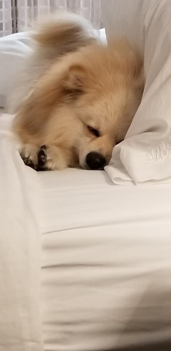 Timmy and I slept all day Friday.. didn’t wake up once.  I slept  19 straight hours.   Rainy day  today soup and more sleep.. didn’t know how much rest I needed