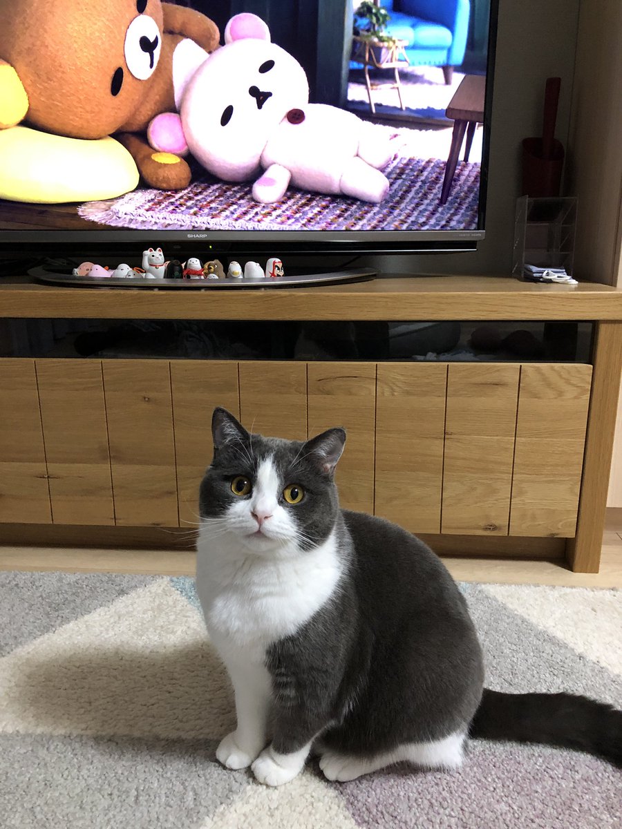 洗濯物畳みの邪魔しねこ 
