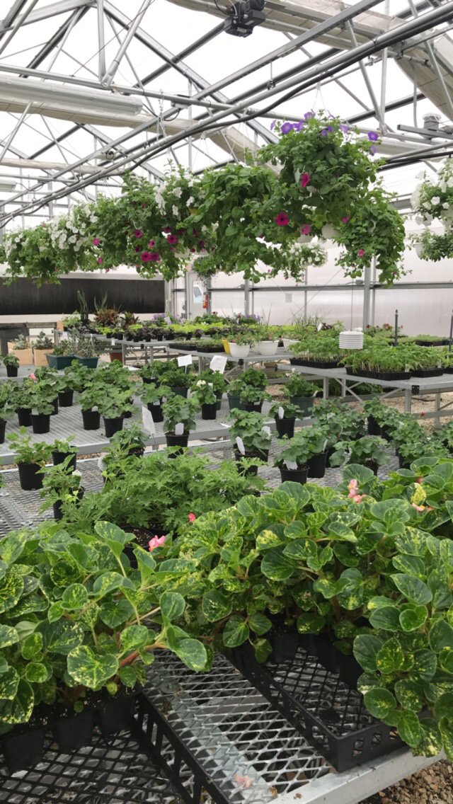 FfaCuba's tweet photo. Don’t forget to come by the greenhouse today 9am-2pm! #CubaFFA https://t.co/UYBJq2innC