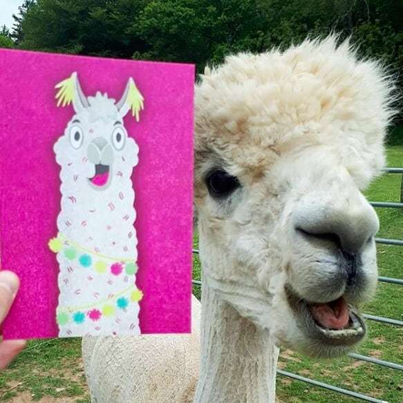 MelSmithDesigns's tweet photo. Happy Easter holidays everyone! .
.
.
#smileforthecamera #saycheese #happyeaster #easterbreak #easter #happyalpaca #happyhowie #alpacalove #alpaca #poser #alpacasofinstagram #posing #melsmithdesigns https://t.co/rdoARflYYe https://t.co/MoV5CXaXX4