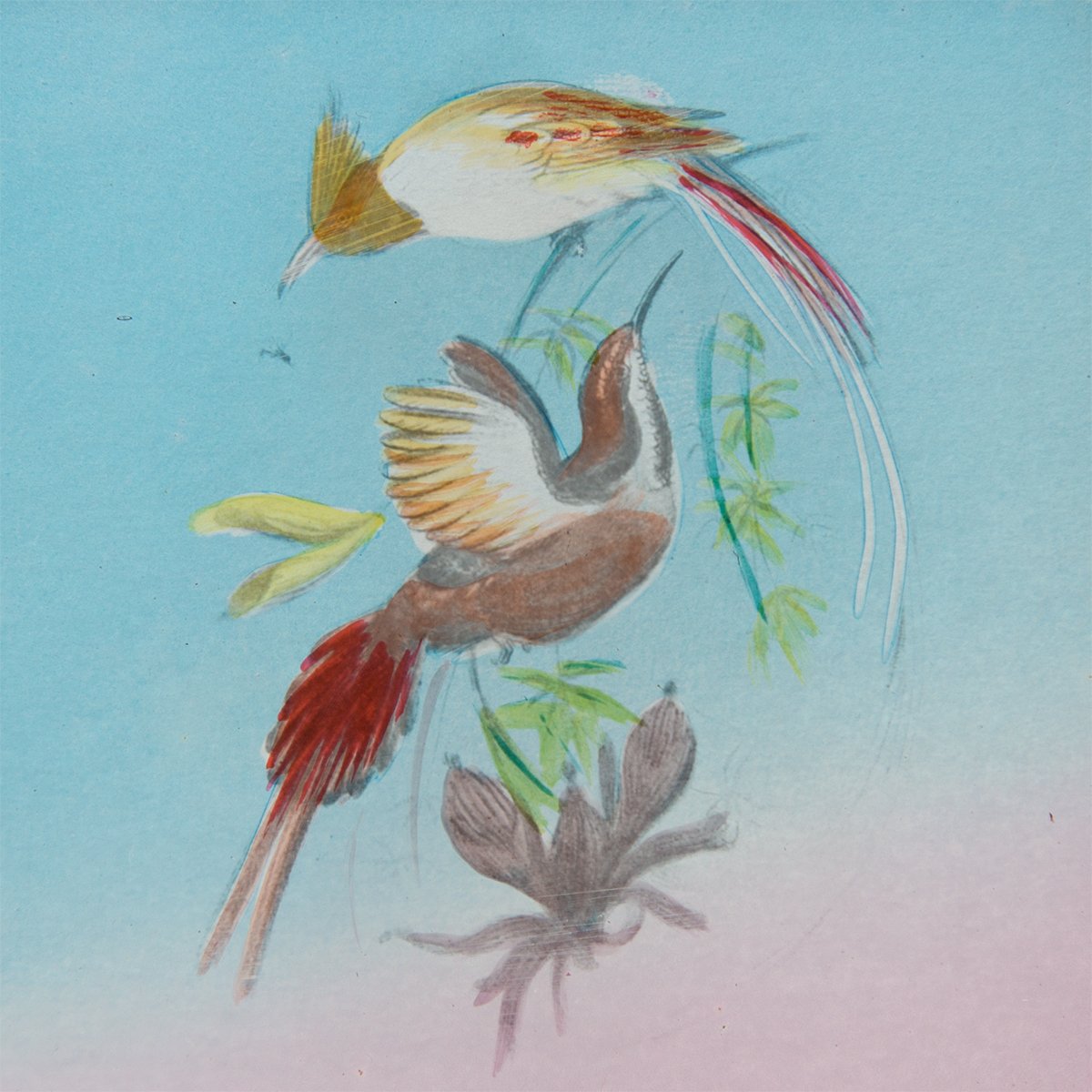 AntiqueStand's tweet photo. オンラインショップを更新しました。美しい鳥がモチーフの幻灯機スライドです。「Beautiful Birds in Far-off Lands 」シリーズ。ご興味あればリンク先をご覧ください。https://t.co/CHm6LhzIsH https://t.co/AKfvk631P7