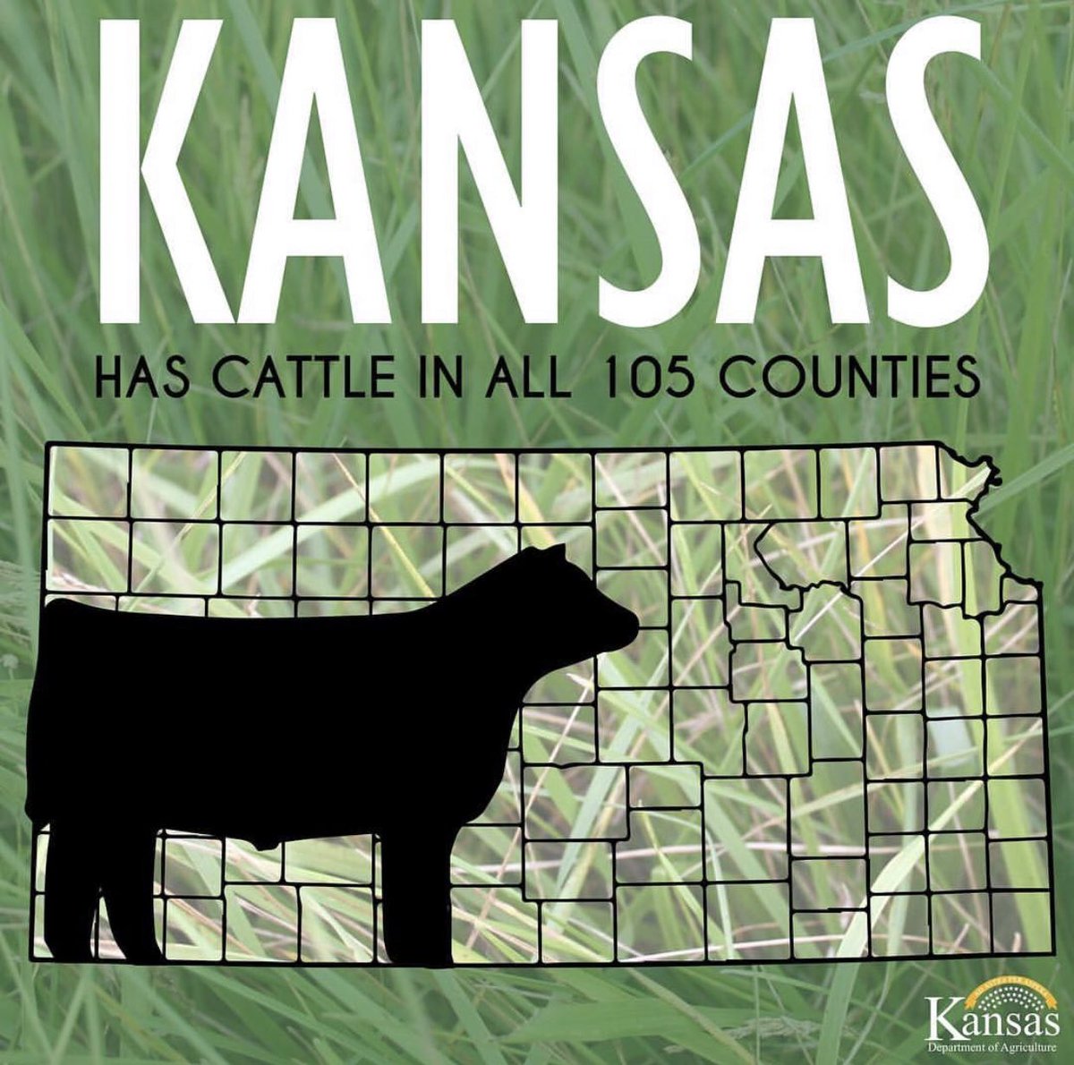 HouseCattle's tweet image. Proud to be from #Kansas