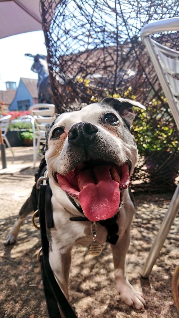 Trying to cool off a bit from the heat of Easter Saturday, with shade and 👅 #StaffieSaturday #Staffy