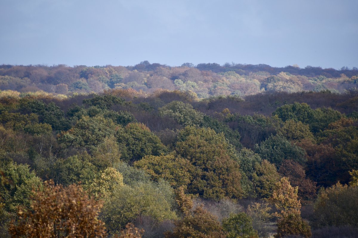 HeritageFundUK's tweet photo. Explore the 2,400 hectares of ancient woodland that @CoLEppingForest has to offer 🌳🌲🌳 With family or friends, this will be a fantastic day out! https://t.co/zUDCVg4K01
#itsWalkingTime #EasterSaturday https://t.co/wbuvsXhhqx