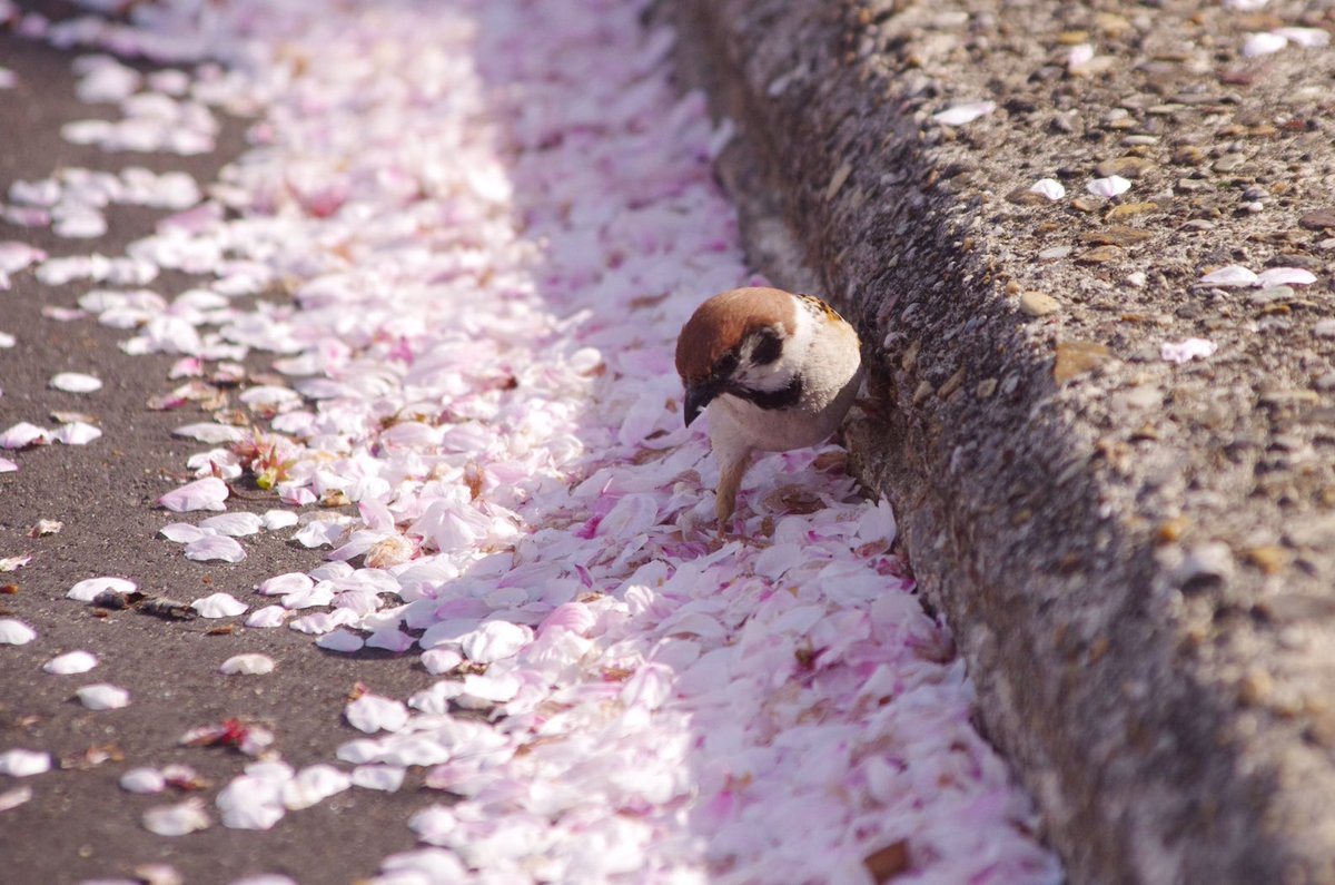 桜の絨毯の感触はどうかな？
好奇心旺盛だね
#雀 #スズメ #すずめ #sparrow #鳥 #小鳥 #野鳥 #bird https://t.co/BaEIBDxTkz