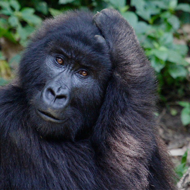 rebelbuda's tweet photo. Can you imagine not having these guys around? Mountain gorillas and lowland gorillas are critically endangered. #protectourspecies
#rebelforgood #rebelforchange https://t.co/uROwBoPVrV