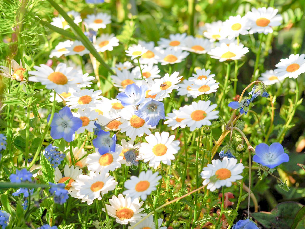 FleurpicKihar's tweet image. 花盛りのグッゲンハイム＊
カーテン越しに光が少しずつ暮れてゆくのや、そとからひびく電車の音が、より素敵な空間にしていたように思います。心が洗われる素晴らしい時間でした。忘れることなんてできません！w

#LP9 #新居昭乃