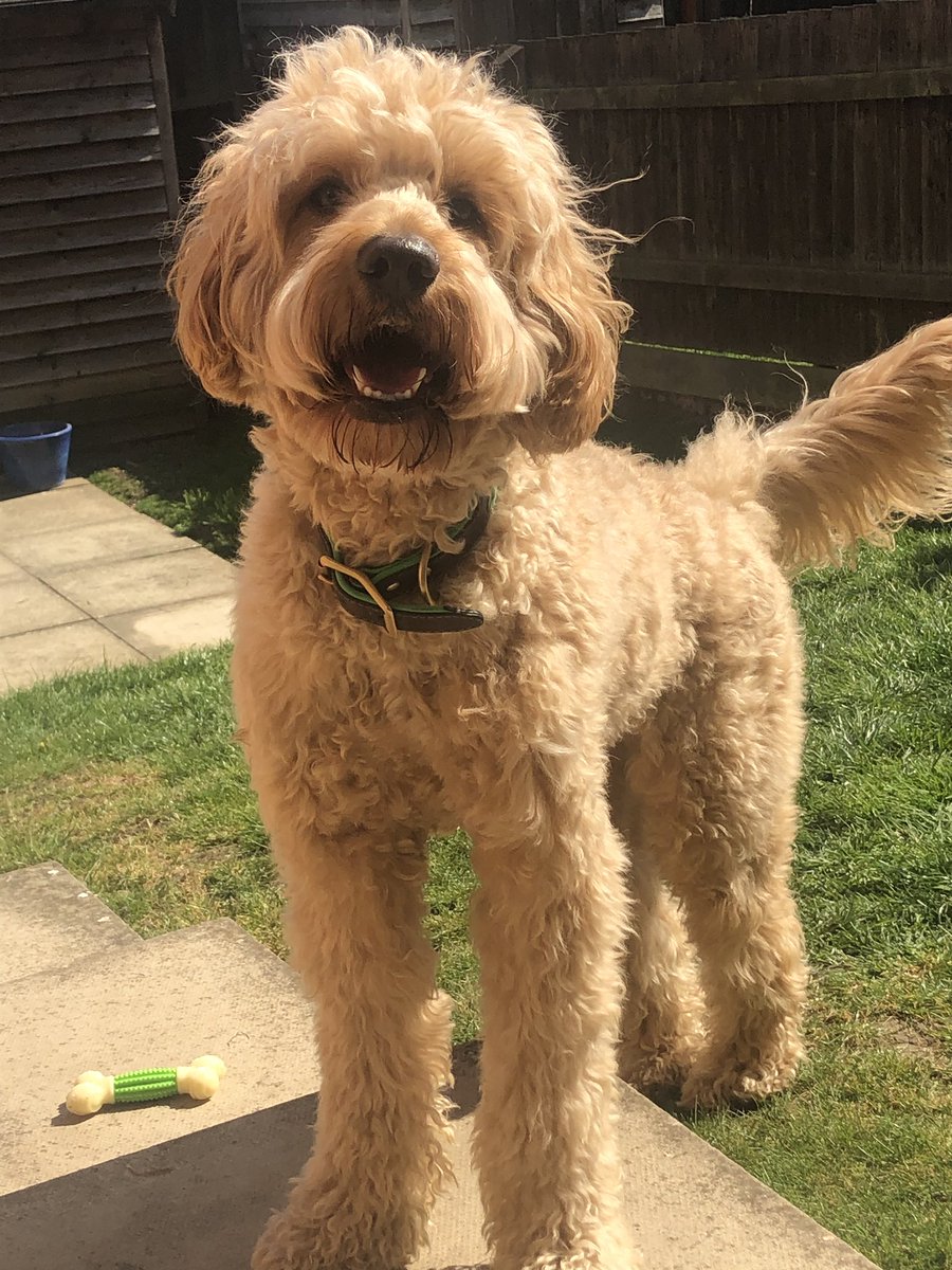 demimistry's tweet photo. interrupt your scrolling to show you one happy sun boi https://t.co/BPPZWdGx25