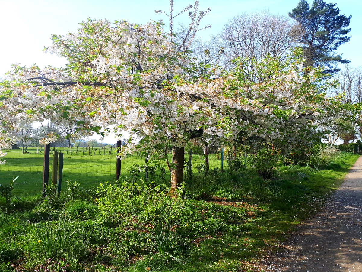 artofsinging's tweet image. First ever #parkrun @parkrunIE @parkrun today... 5km and i did it in a decent time for someone not used to running. 😁 its never too late to start something new #wellbeing #AuthenticPath