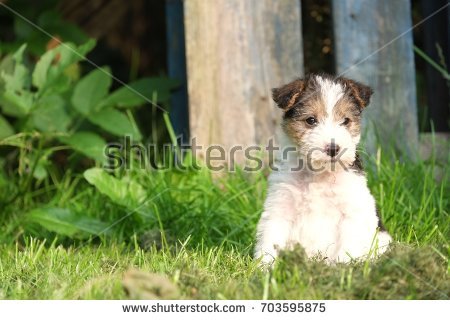 FotoLuna's tweet photo. Fox terrier puppy enjoying the sun https://t.co/ms30y4UxWa #photo #photography #dog #puppy #dogsofinternet https://t.co/AzrXSNIbja
