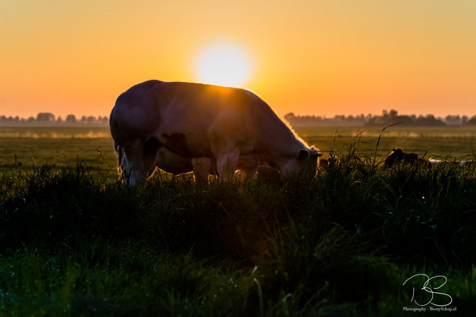 Wat Hoekschewaardse foto's van afgelopen week.
<a href="/mooieluchten/">mooieluchten</a> @indebuurt0186 #hoekschewaard <a href="/hoekschnieuws/">Hoeksche Waard Nieuws</a> <a href="/hoekschewaardwp/">Hoeksche Waard</a> #zuidbeijerland #strijensas