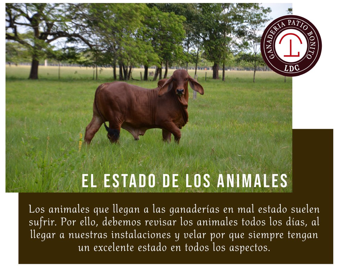 patiobonitoldc's tweet photo. Siempre tener control del estado de los animales es la mejor opción. 

#ganaderiapatiobonitoldc #asocebu #asocebucol https://t.co/P9rUgRDFSn
