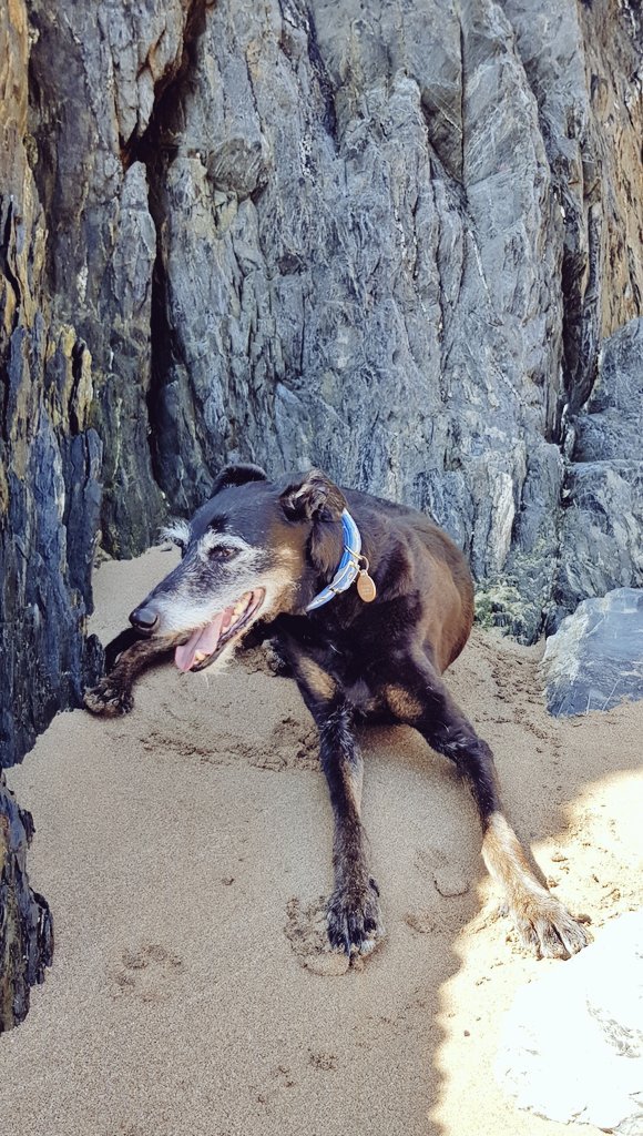 Hello_Vanado's tweet image. Beach babies at Bigbury-on-Sea🐾
#pawsonthepath #Petsitter #SouthWestCoastPath #EasterSaturday
