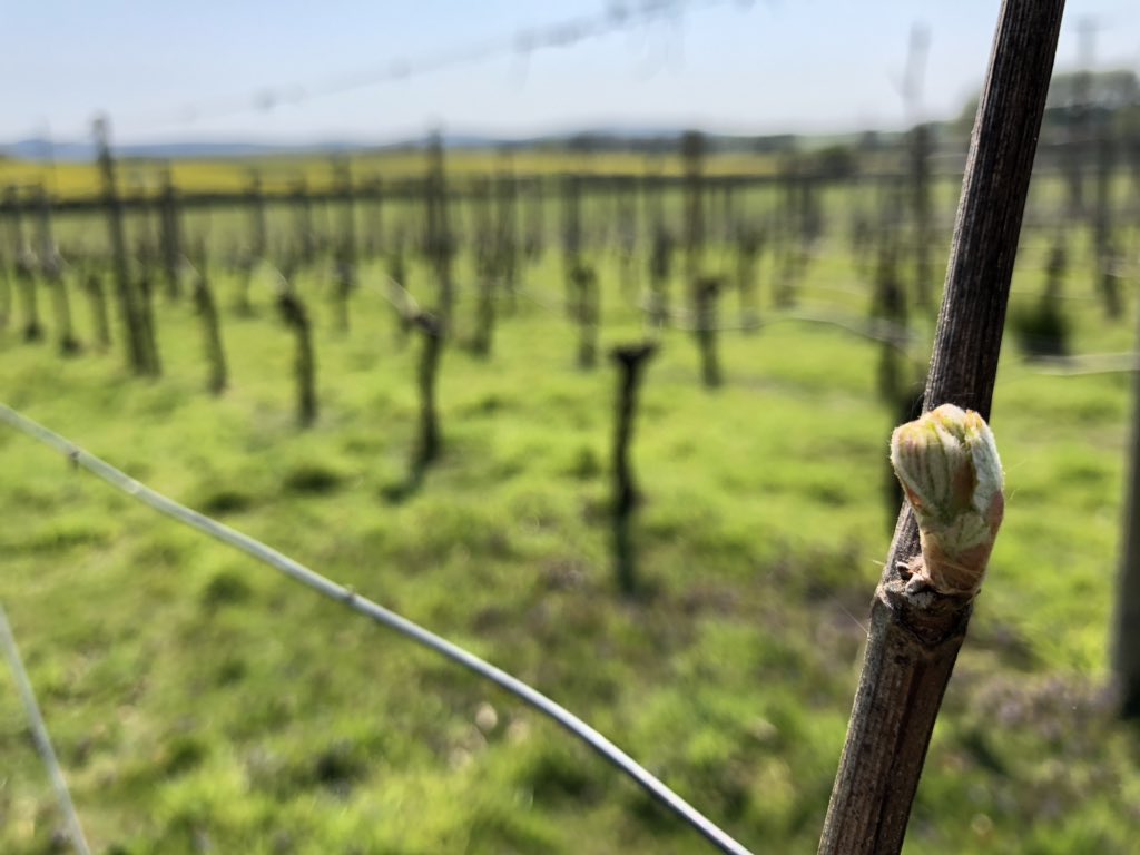 Early budburst as Pinot Noir and Chardonnay rave ahead. Great for length of growing season. Optimist in me sure there will be no late frost...#hope