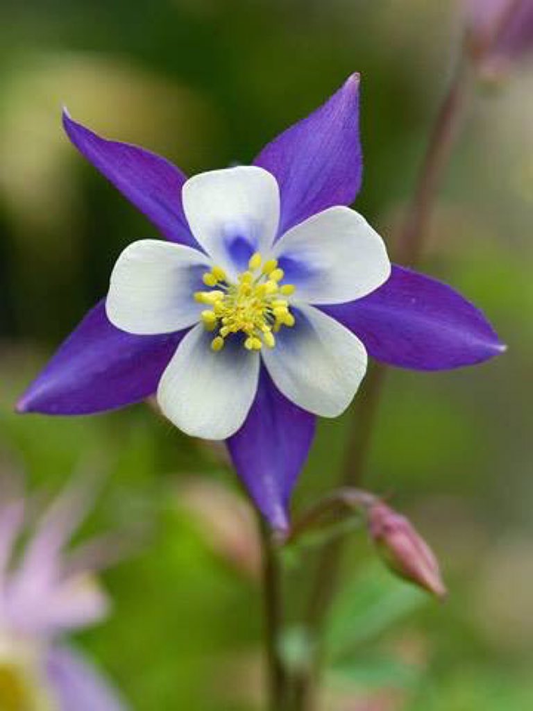 We promised to never forget them. Always remember the lives that were lost on this day 20 years ago at #Columbine High School.