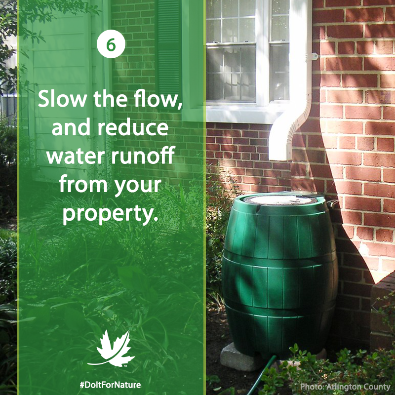 NCC_CNC's tweet photo. To celebrate #EarthDay, this week we’re sharing seven simple things you can do for nature. #DoItForNature

Number 6: Reduce runoff that flow into lakes, rivers &amp; streams. You can do this by installing rain barrels &amp; directing water into your garden to hold water on your property. https://t.co/ISavGPyaQk