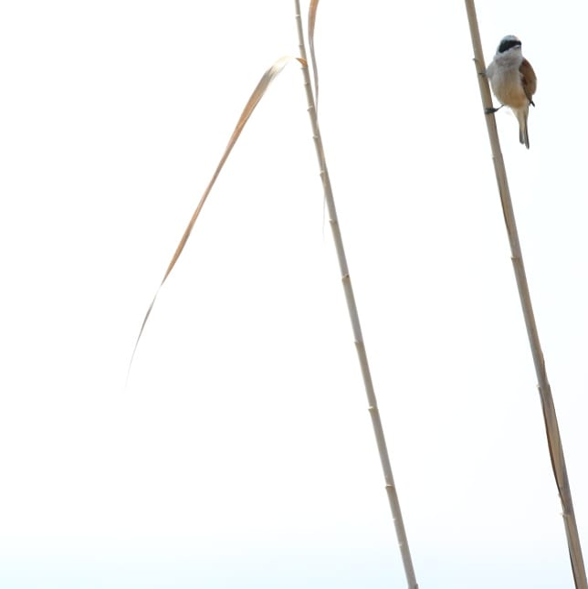 travel_wildlife's tweet photo. I don't think I have ever been anywhere where Penduline Tits are as numerous, as easy to see and as unperturbed by their audience as at Lago di Lesina, on the north coast of the #Gargano

(a short break from the botanising...)

#wildlifetravelling #Remiz #NotAnOrchid https://t.co/3ExXMtsPHt