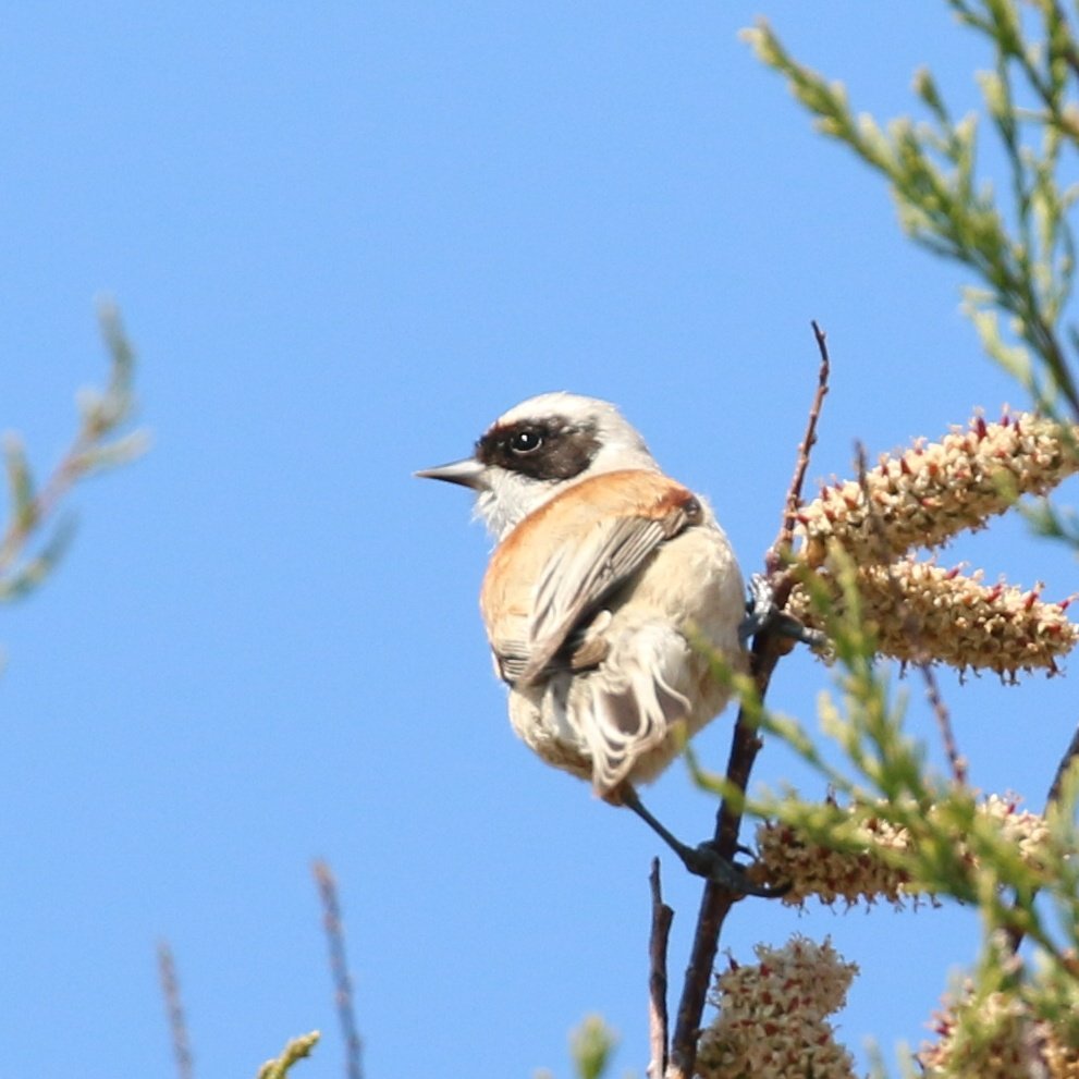 travel_wildlife's tweet photo. I don't think I have ever been anywhere where Penduline Tits are as numerous, as easy to see and as unperturbed by their audience as at Lago di Lesina, on the north coast of the #Gargano

(a short break from the botanising...)

#wildlifetravelling #Remiz #NotAnOrchid https://t.co/3ExXMtsPHt