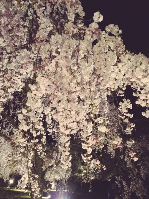 しだれ桜のtwitterイラスト検索結果 古い順