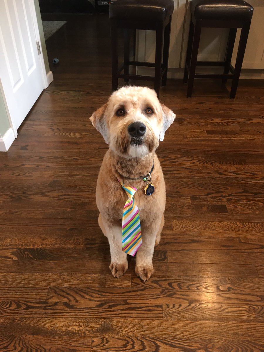 dseinfeld's tweet photo. He doesnโt care about the Mueller Report. #springcut https://t.co/n3LlgzGlGr