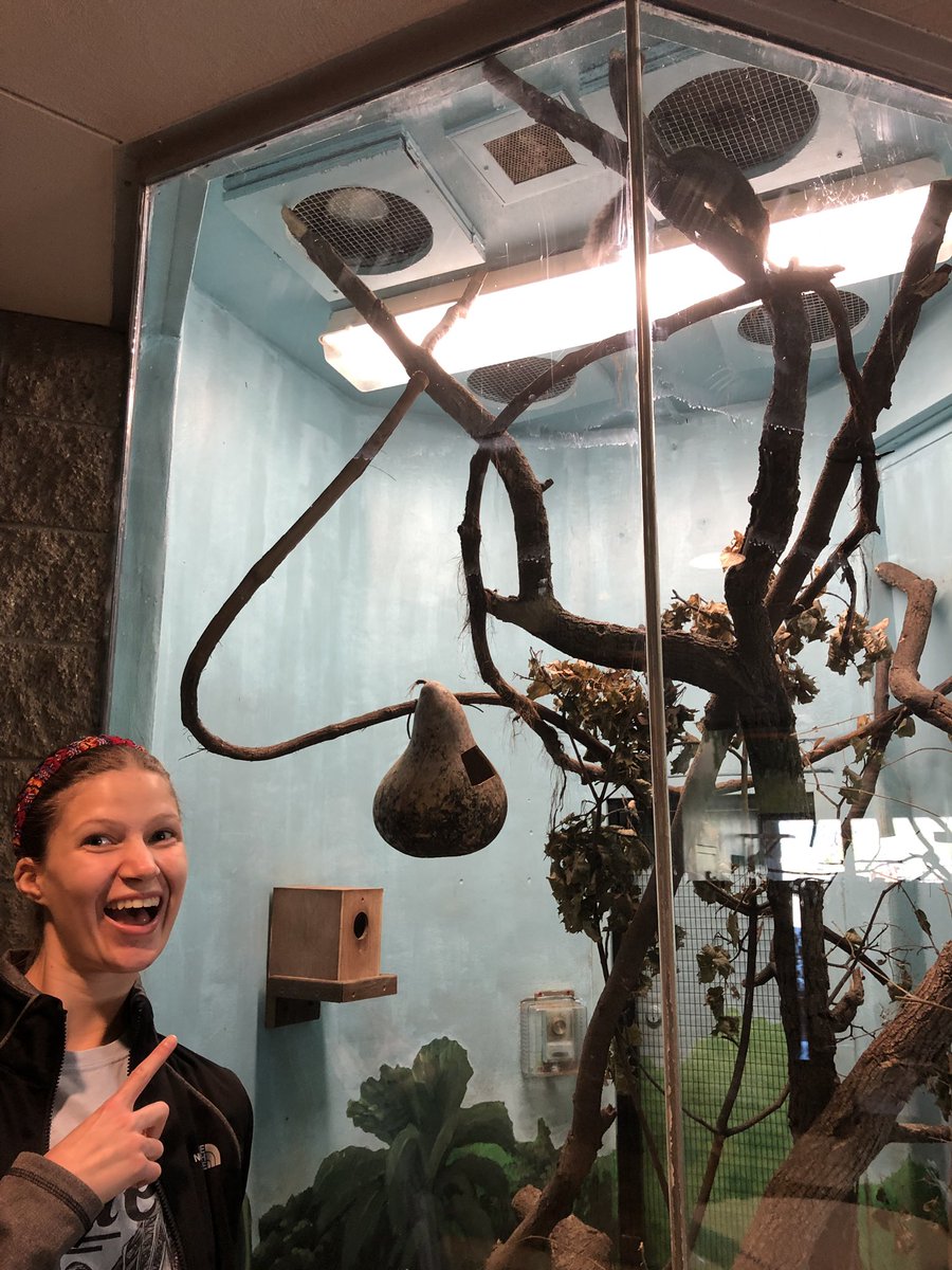 KloepperLab's tweet photo. Maggie, our resident shrew researcher, has found herself a highly elusive species of shrew #partyfortheplanet #shrewtastic @PotawatomiZoo https://t.co/oulSupneyO
