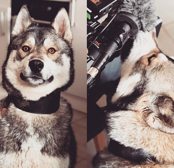 GayDad_UK's tweet photo. Filming with animals is always a fun challenge!
#BelieveInVideo #VideoProduction #VideoMarketing #Video #Filming #Animals #FunFilming #Dog https://t.co/s5eF37dJPW