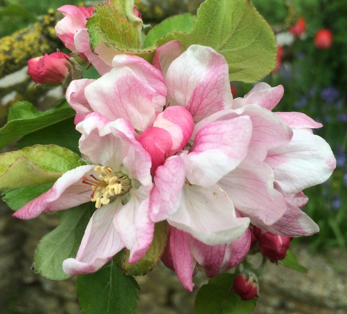 LawrencesCider's tweet photo. This beautiful weather is bringing out the #Cider Apple  blossom https://t.co/7uXONULzLR
