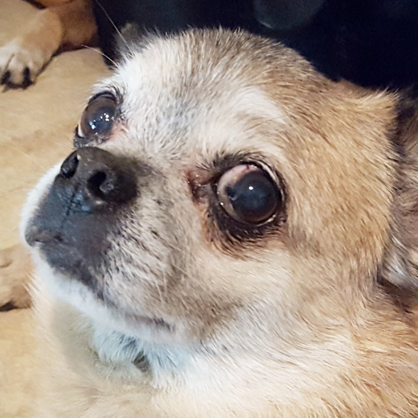PugHollow's tweet photo. Ivan Yuri Nicolai Mikhail Pugovich is threatening dire consequences if his barkfast isn't delivered promptly. #SillySaturday #pompug #DogsofTwitter https://t.co/Ejvj2NHCym