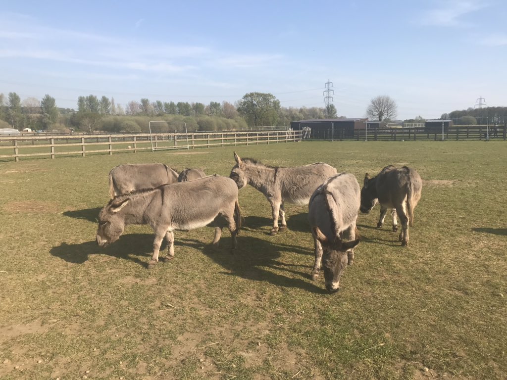 It’s a lovely evening to Adopt A Donkey! ☀️

We’re open 6pm-8pm 🐴 come on down to see your favourite donkeys! X