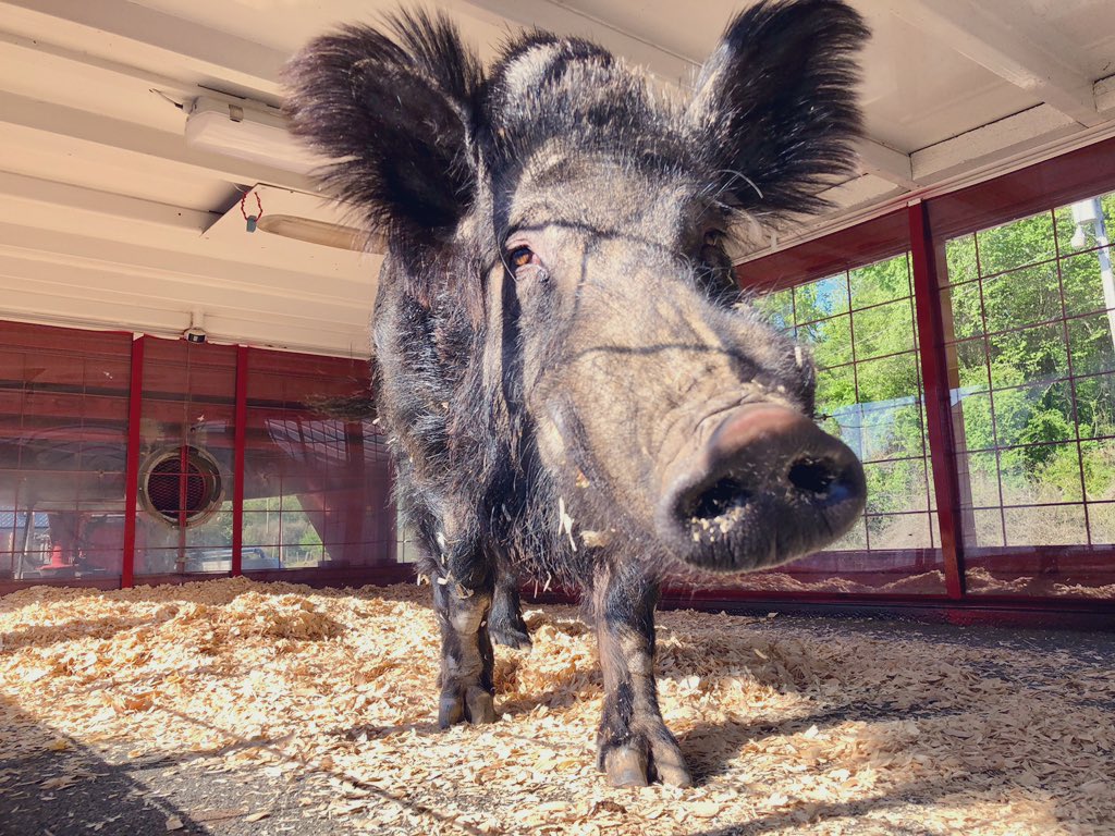 Tusk_UA's tweet photo. Hey @RazorbackBSB I’m headed to ya! 🐗⚾️ https://t.co/vKteyDhPht