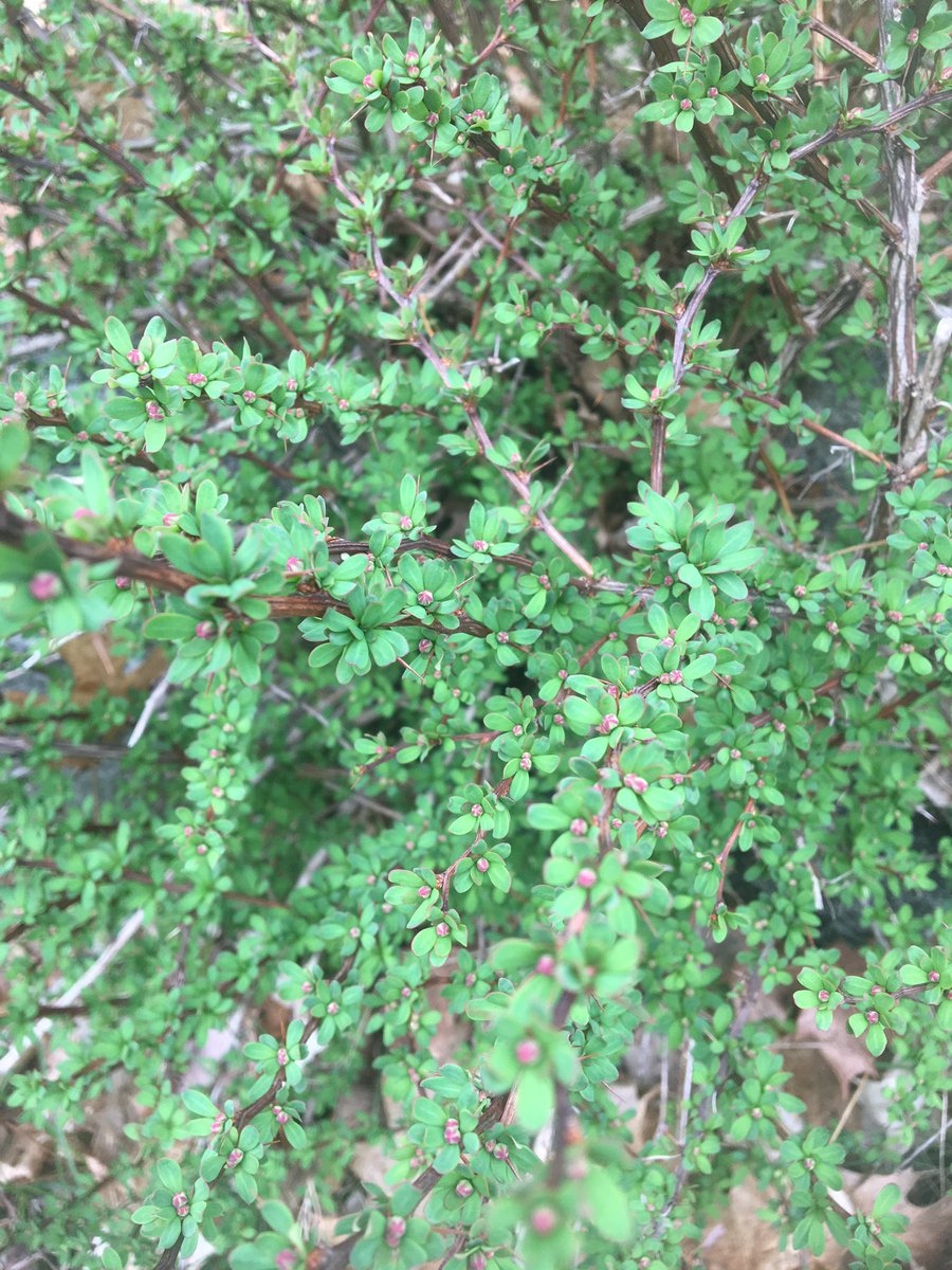 ChadFHammer's tweet photo. Always interesting to see how forest invasive plants break bud and leaf out much earlier than our natives in the northeast, which helps to outcompete natives. This Japanese barberry is correlated with having higher deer tick densities in its invades stands. @forestinvasives https://t.co/JVgumfX6p6