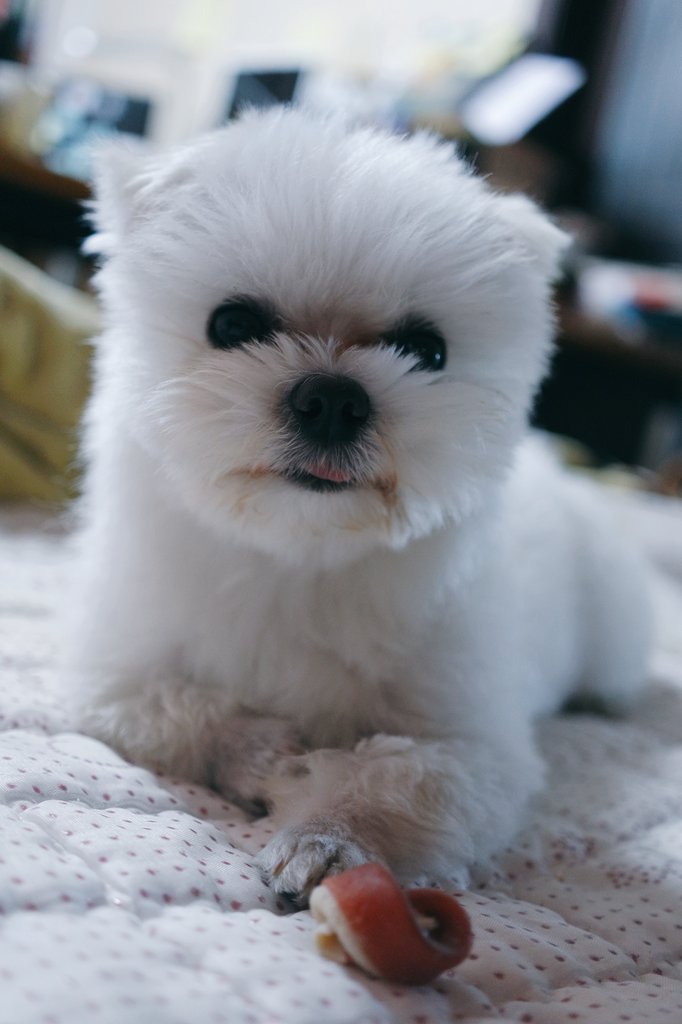 kankayaya's tweet photo. 머리가 큰 걸까 목이 짧은 걸까 발이 작은 걸까 왤케 귀여운걸까 https://t.co/i44zarO0jF