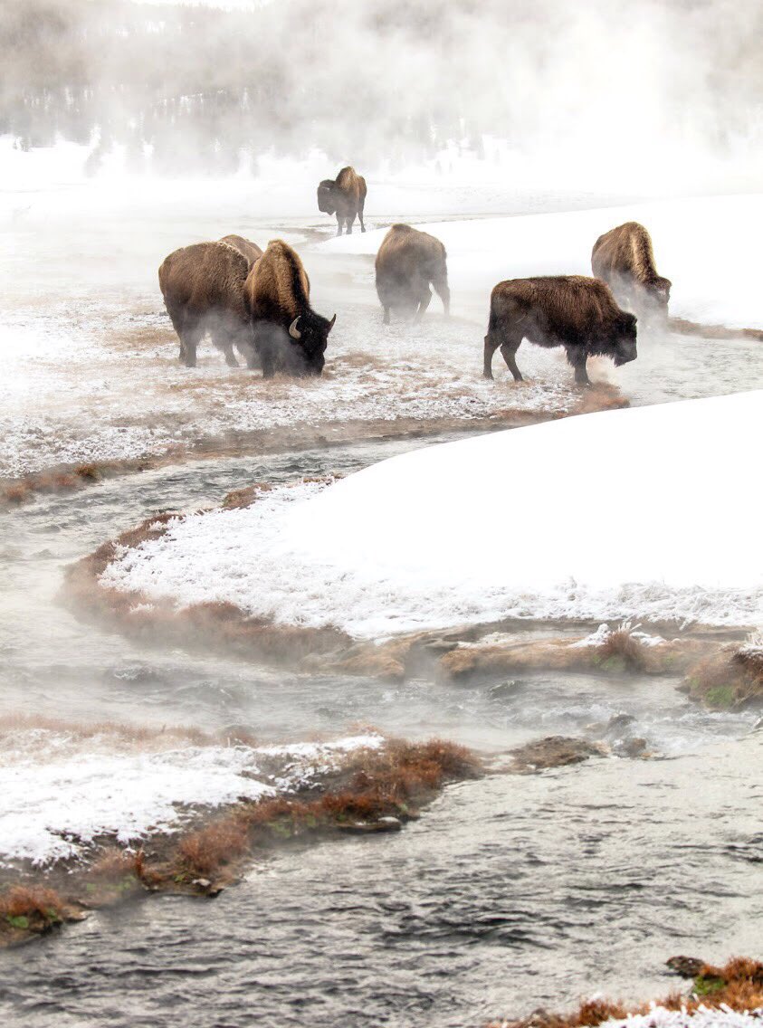 A small group of bison graze on brown grass poking up through snow next to a narrow stream.