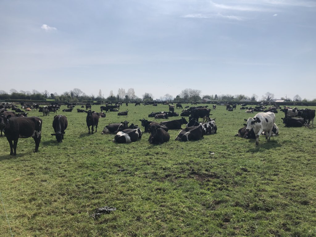 Cows enjoying the sunshine today at the farm of John McNamara GFOY 2018. Johns open day is on this coming Wednesday in Knockainey, Co. Limerick. Eircode V35PC98. A great chance to see a super farm ran by an exceptional grassland manager. <a href="/PastureBase/">PastureBase Ireland</a> <a href="/TeagascGrass10/">TeagascGrass10</a> <a href="/teagasc/">Teagasc</a>