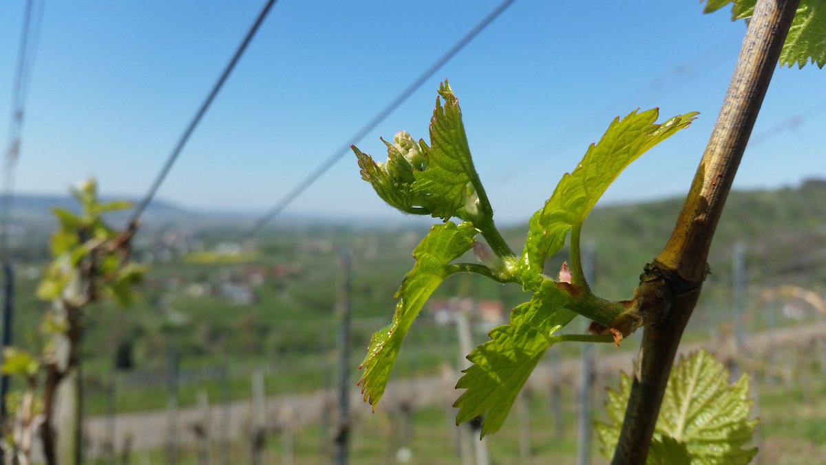 Swabianle's tweet photo. #Austrieb im #Lemberger, welcher auch heuer #imWengert19 früh dran ist. Vor zwei Jahren war vom 19. auf den 20. April die schlimme Frostnacht. Noch bis zu den #Eisheiligen besteht Frostgefahr. Die momentane Wettervorhersage ist aber unproblematisch. #Remstal #Ostern #Frühling https://t.co/ycRQ6PlQW3