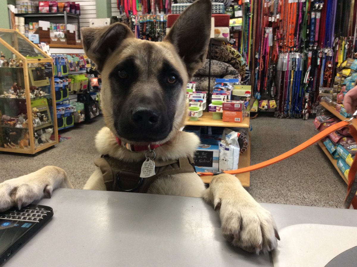 Natural Pet Food Store Carleton Place Stacy S Pet Depot Pet Food Pet