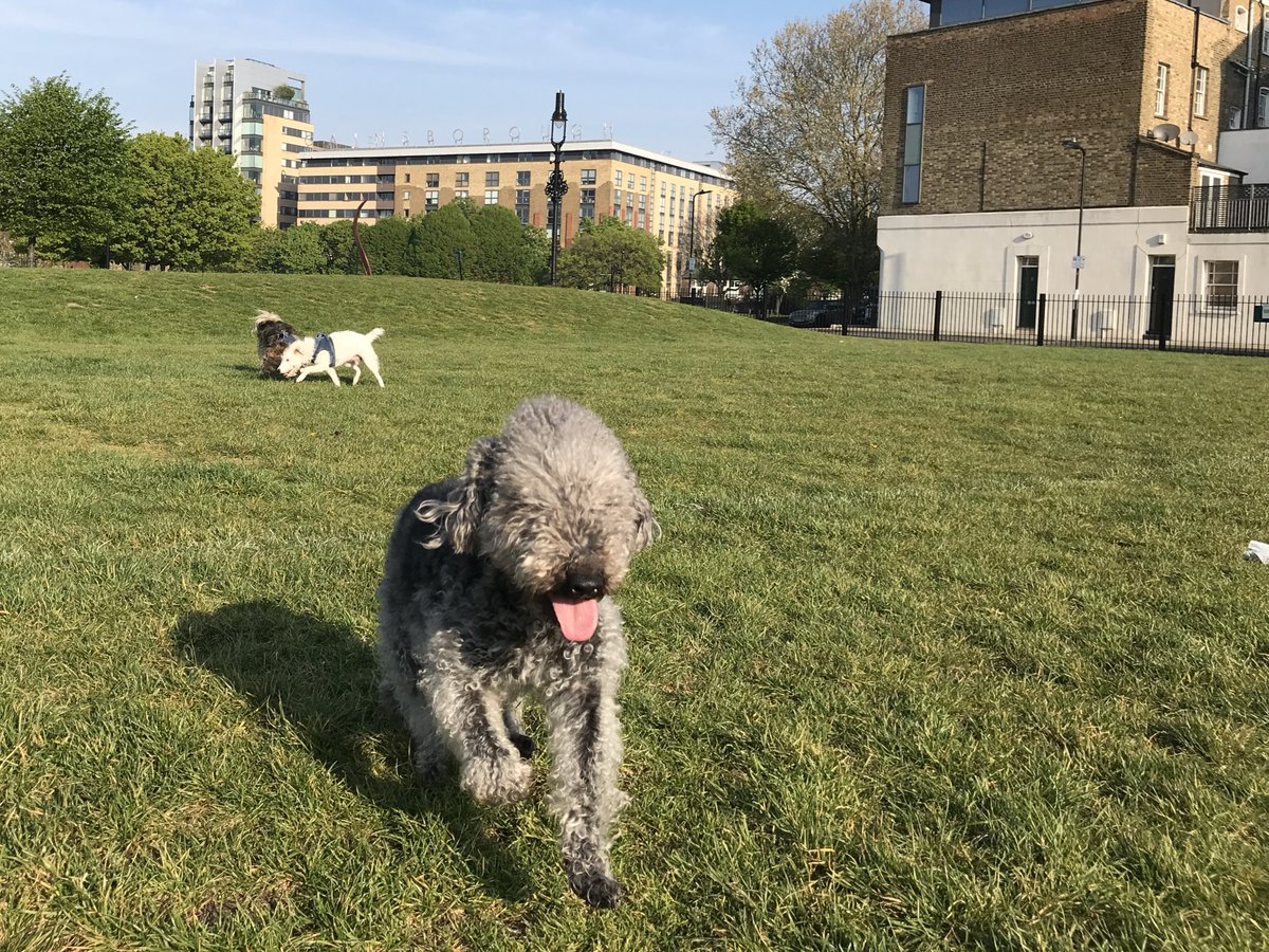 HuwsThere's tweet photo. Itโs an ear thing! @Cafeterrier this is for you! This morning in the park with @HowardsWayOut @JeffTakesOff @ShepherdsPieDog #ItsAnEarThing https://t.co/iLWcP4NIDk