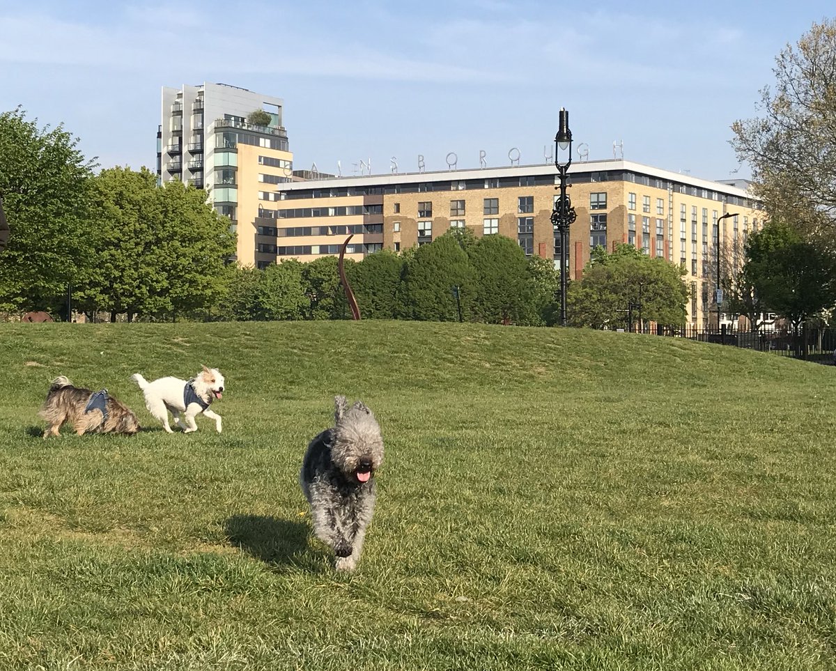 HuwsThere's tweet photo. Itโs an ear thing! @Cafeterrier this is for you! This morning in the park with @HowardsWayOut @JeffTakesOff @ShepherdsPieDog #ItsAnEarThing https://t.co/iLWcP4NIDk