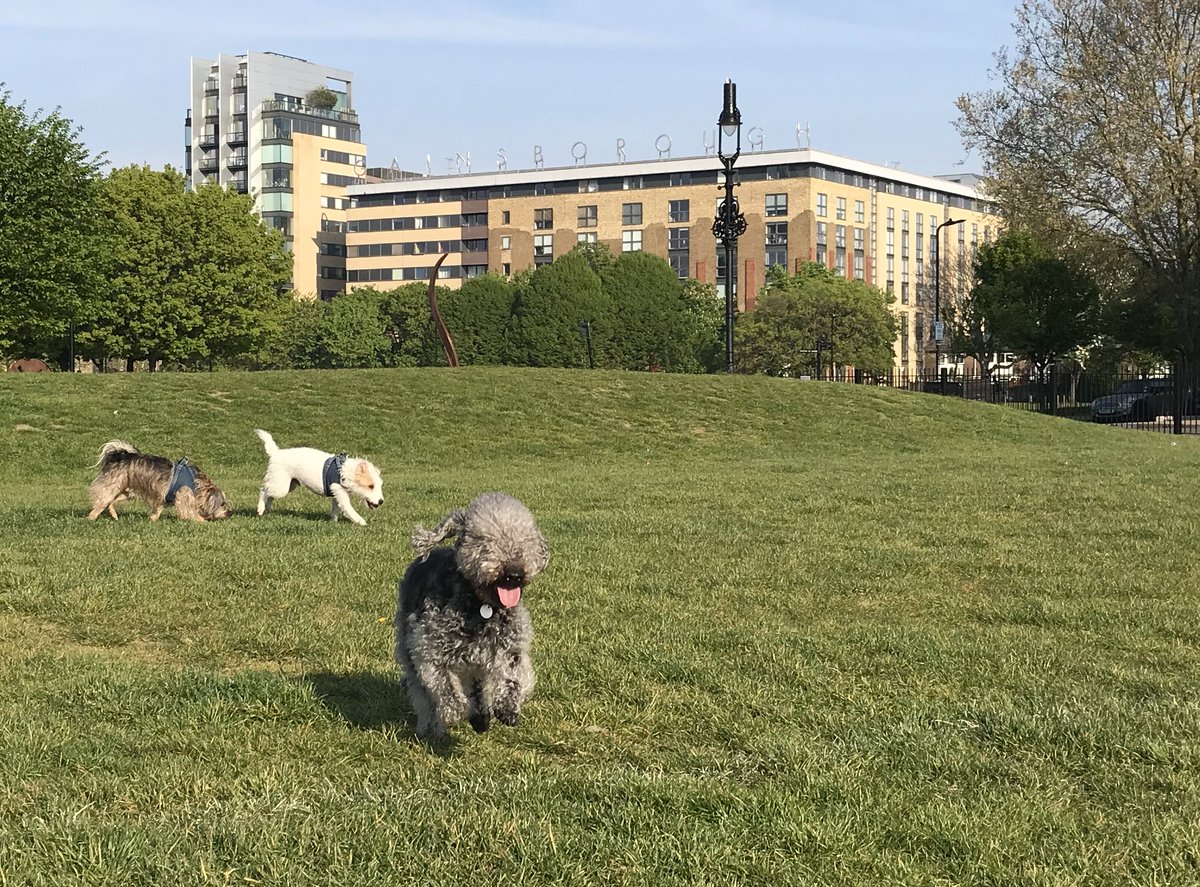 HuwsThere's tweet photo. Itโs an ear thing! @Cafeterrier this is for you! This morning in the park with @HowardsWayOut @JeffTakesOff @ShepherdsPieDog #ItsAnEarThing https://t.co/iLWcP4NIDk