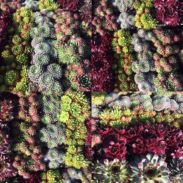Exoticgardenco's tweet photo. Tapestry of houseleeks excellent for dry conditions, for pots & troughs. #sempervivum, #houseleek, #sedum, #rockplants. #stonesinks, #terracottapots. #Aldeburgh, #Woodbridge, #Southwold. #Lowestoft. #Beccles. #Suffolk. https://t.co/UBZNFUwcha https://t.co/dwQ2fjrDcz